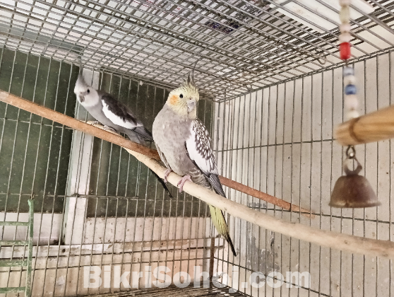 Adult Cockatiel Pair